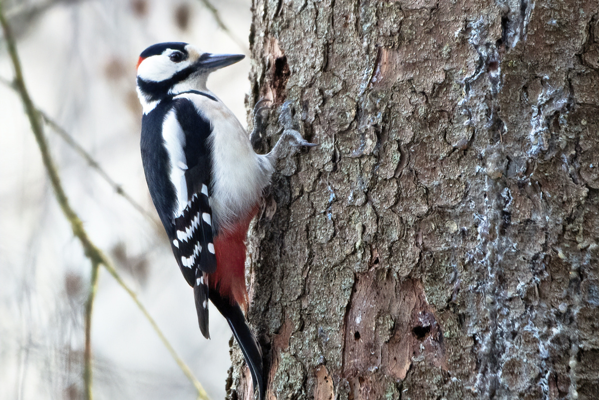 Большой пёстрый дятел, Павловск