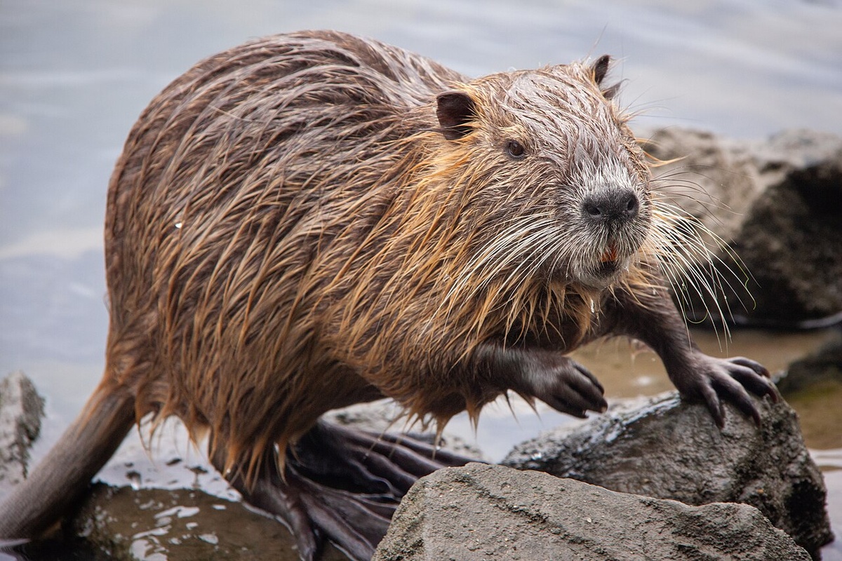 Фото: https://en.wikipedia.org/wiki/Nutria
