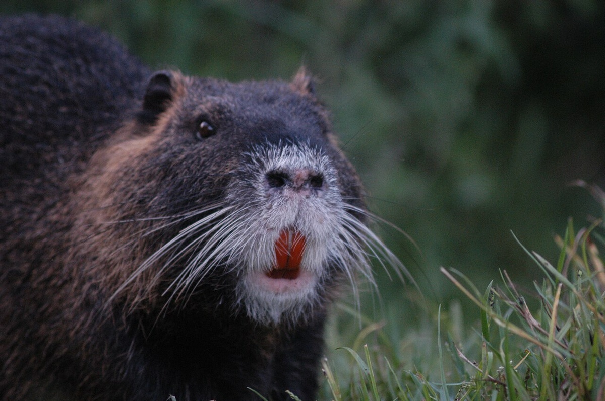 Фото: https://en.wikipedia.org/wiki/Nutria