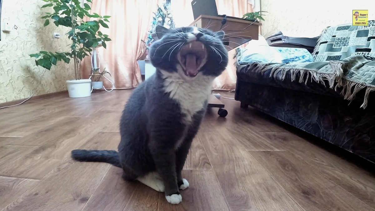 Рассказывает стих, улыбнуло )))