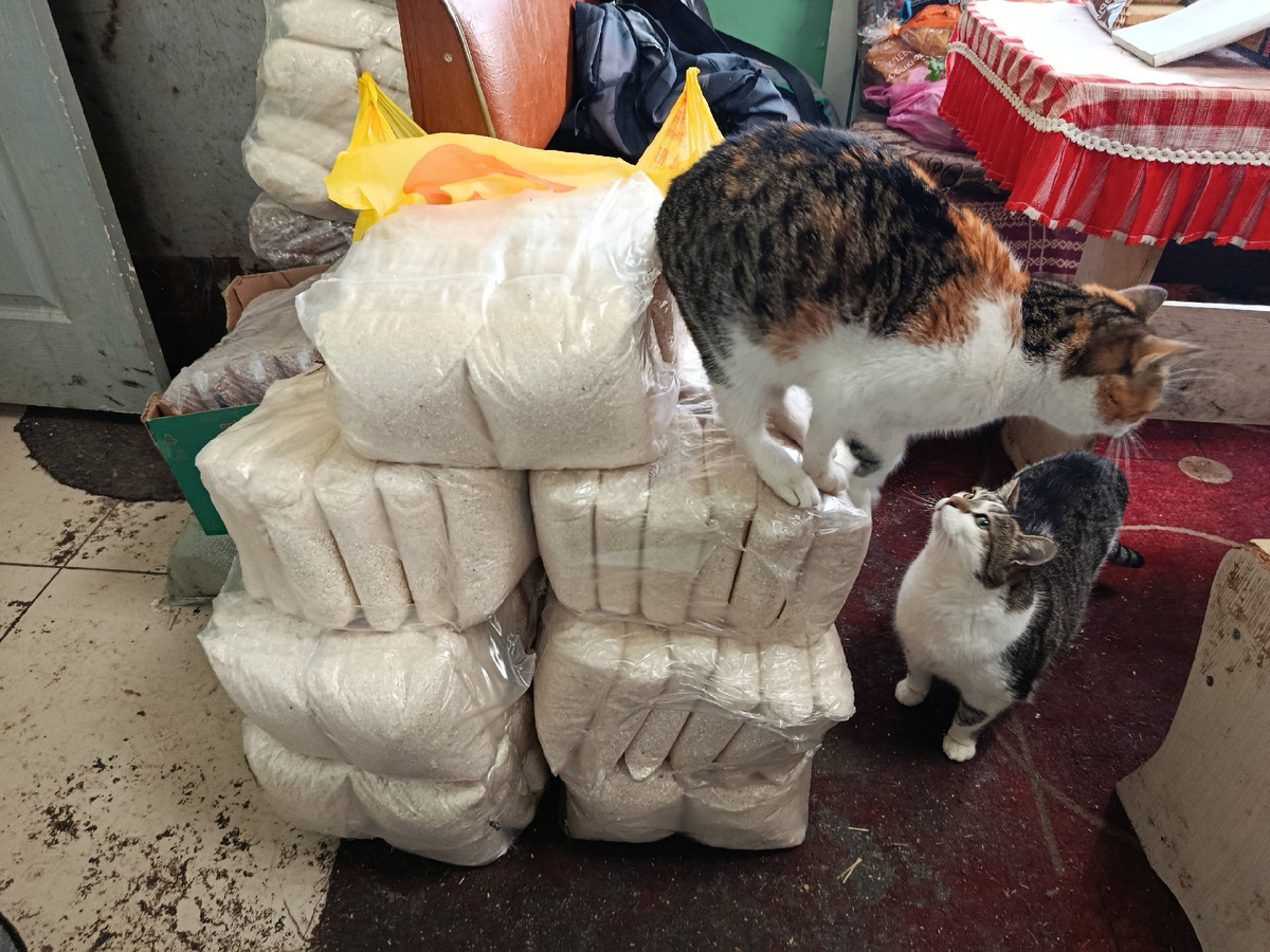 На приёме подарков директор Василий и Соня 