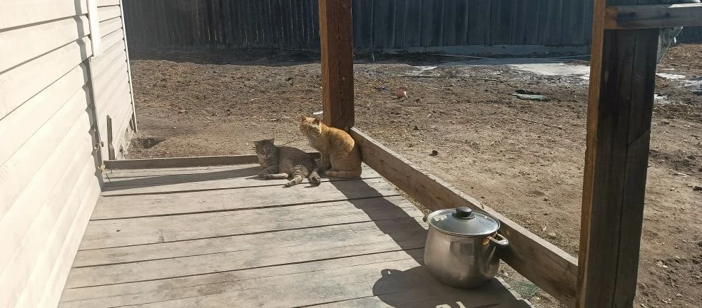 Тара для оплаты котенькиных трудов