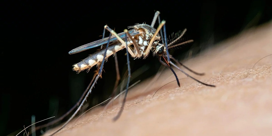 Комары кусают одних людей чаще других: вот в чём причина