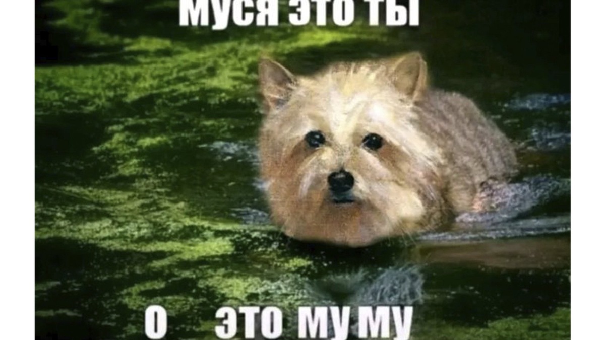    На свет даже появился мем с отсылкой на знаменитое классическое произведение