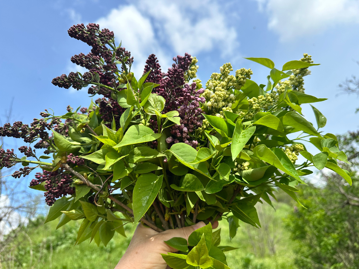 Букет сирени.