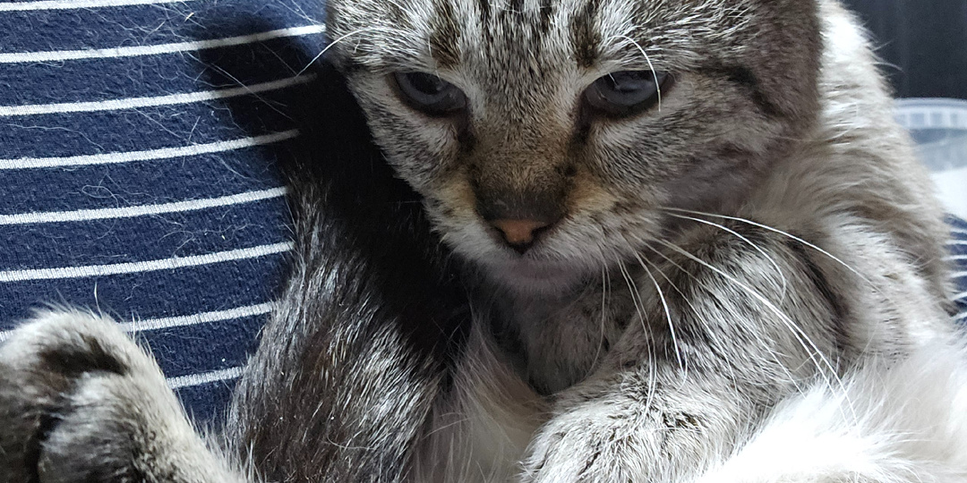 Помогите. Помогите спасти. Спасти КотЯ.