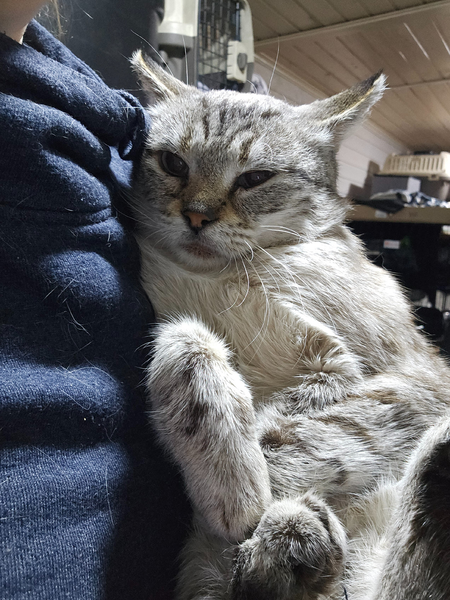 Фото автора. КотЬ.