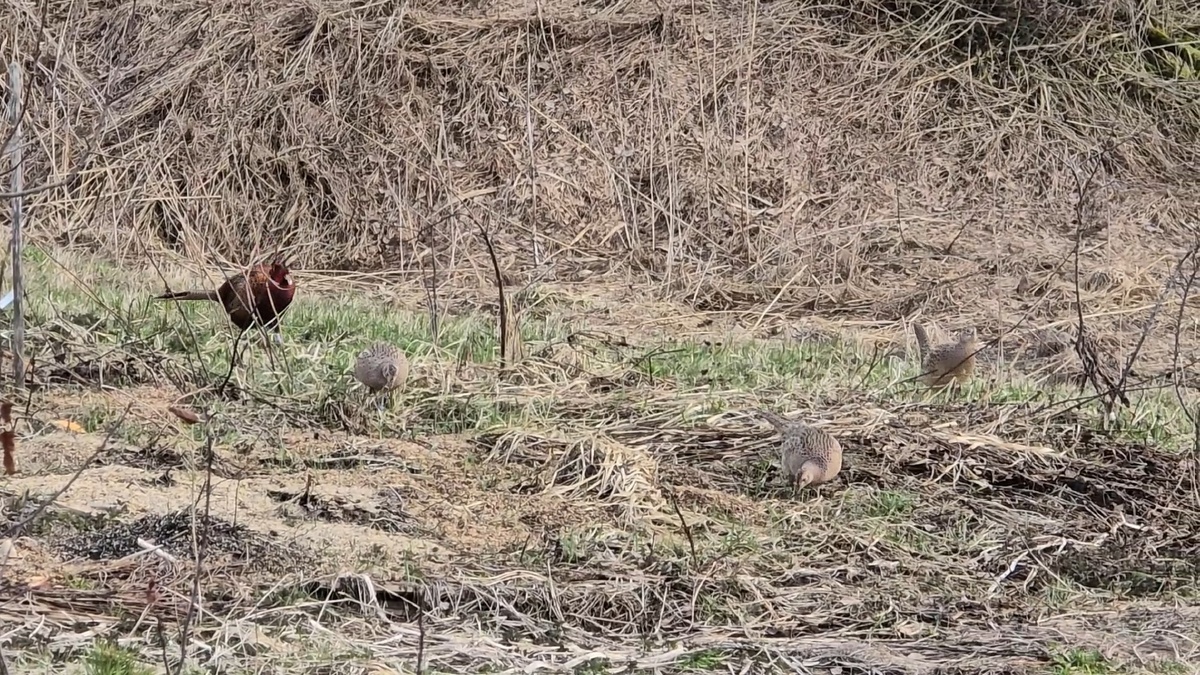 Найдите всех кур на картинке