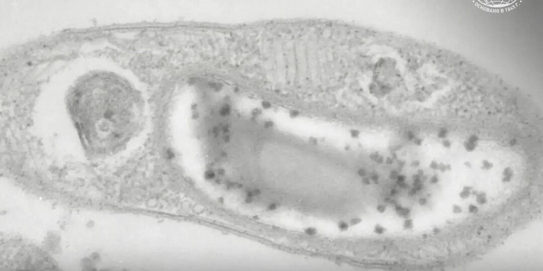 Родственника «марсианской» бактерии обнаружили в Сибири