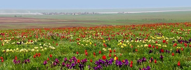 Дикие тюльпаны 