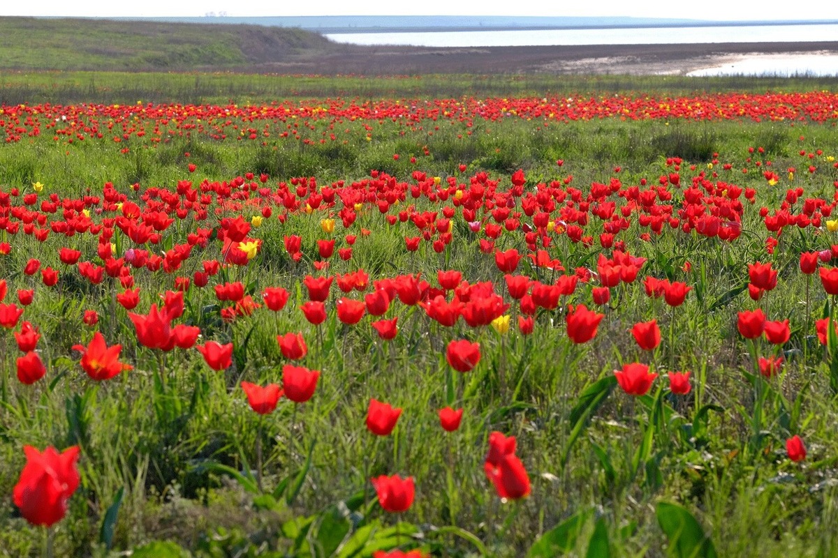 Остров Водный расположен в центре солёного озера Маныч-Гудило. 