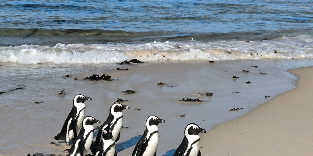 Час езды от Кейптауна - и ты среди африканских пингвинов: магия пляжа Болдерс