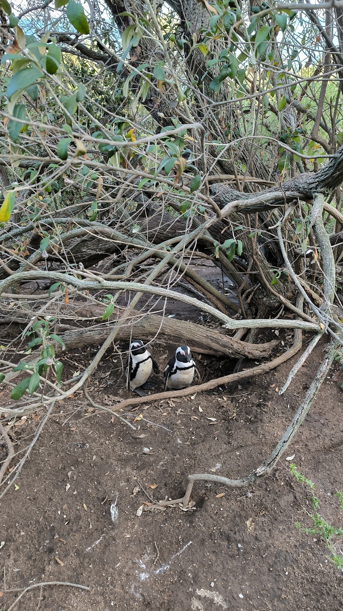 Пара пингвинов в своем гнездышке
