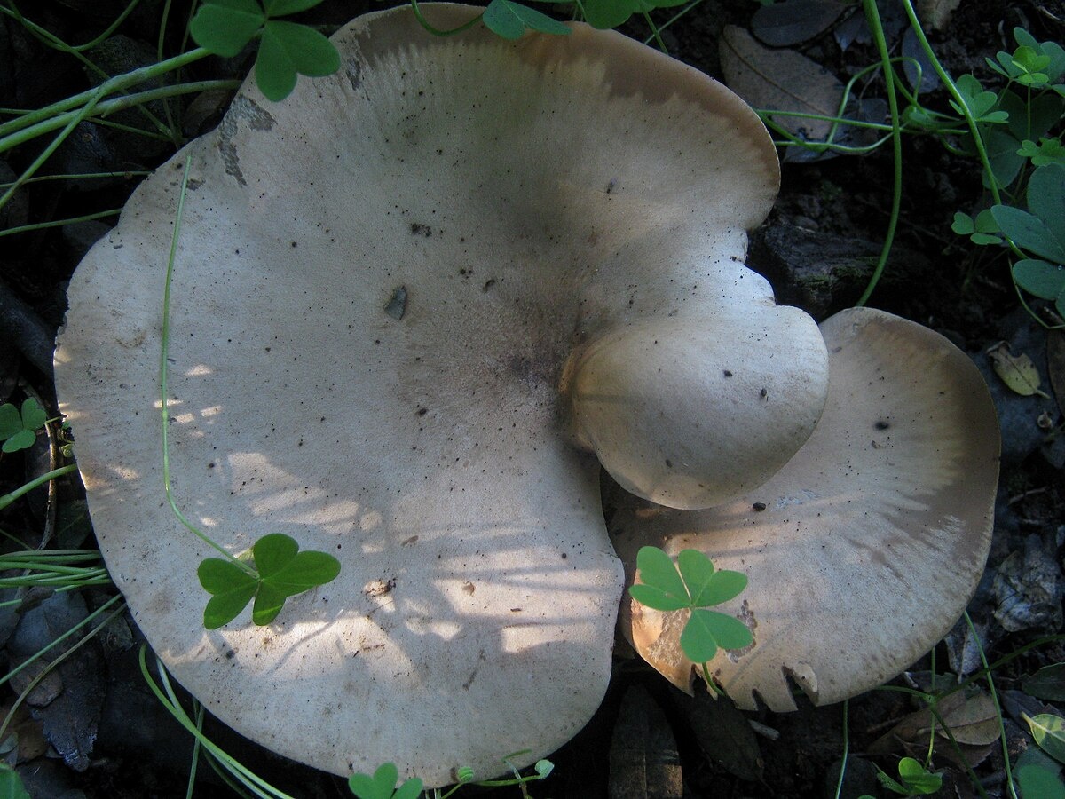 Бывают и сероватые