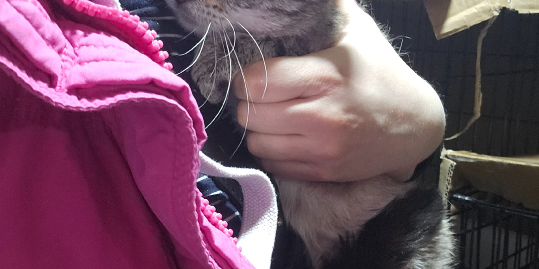 История одного «сладкого» кота с того света.