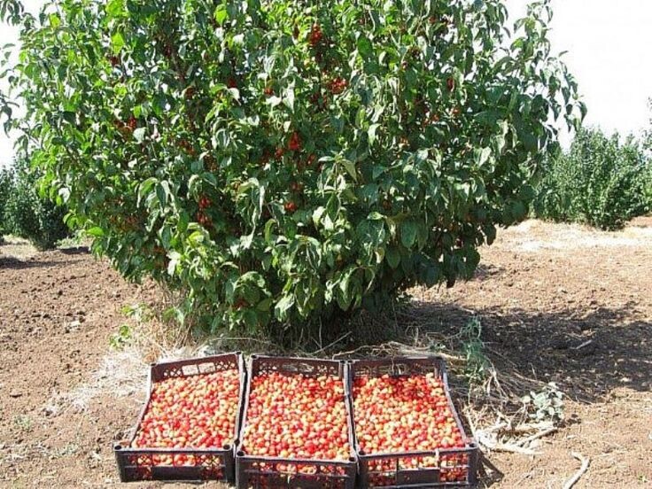 Фотография из интернета
