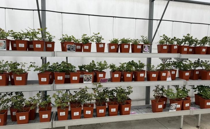 В Курске в начале мая в парке «Патриот» высадят 450 кустов роз