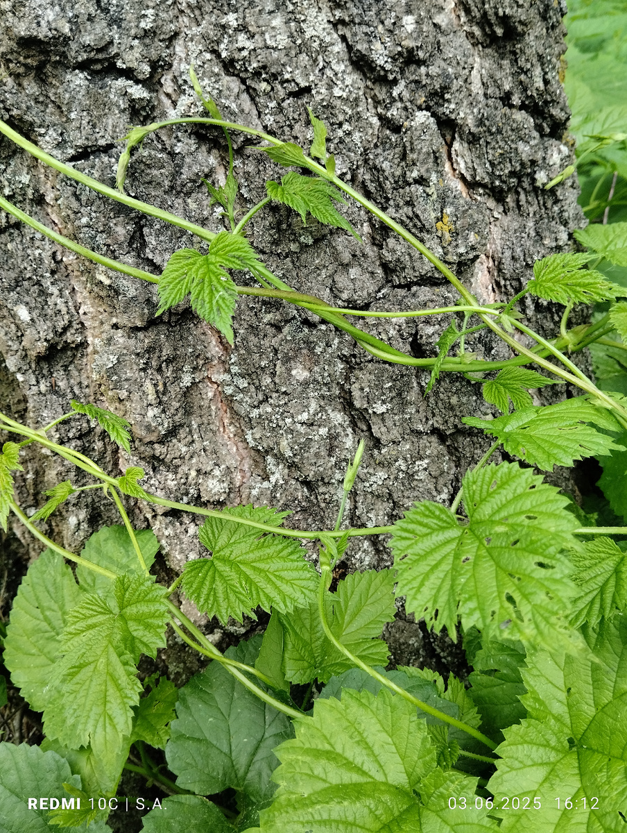 Фото:@Сафия Лисовская 