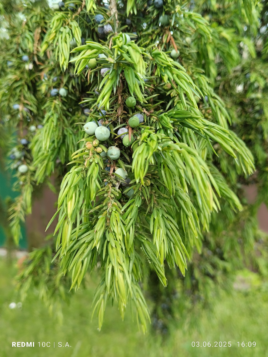 Фото:@Сафия Лисовская 