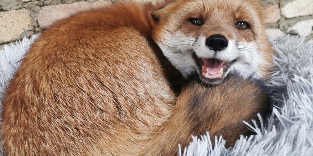 Самый лучший день. Дневник лисы