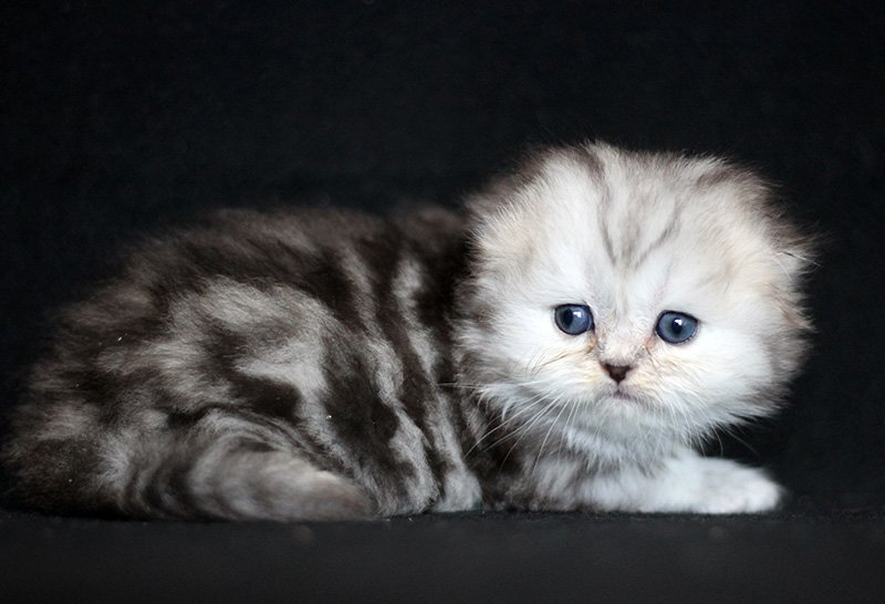 Котёнок хайленд фолд из питомника Real cats окрас черный мрамор на серебре