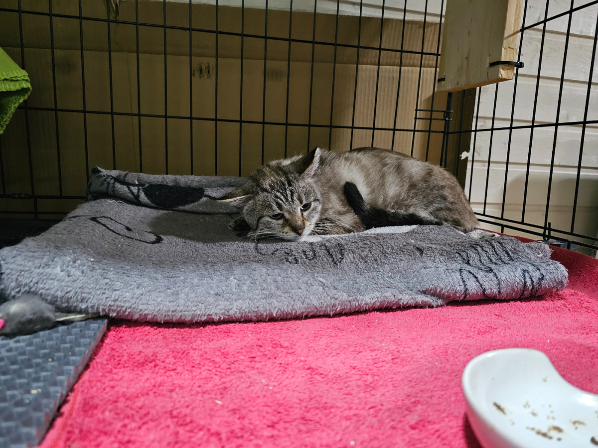 Фото автора. КотЬ.