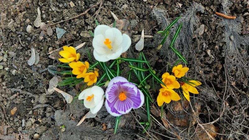     Первоцветы в Барнауле. Анна Зайкова