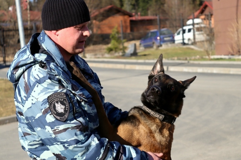    Бельгийская овчарка взяла след и привела к алкогольному вору в ПетрозаводскеМВД Карелии