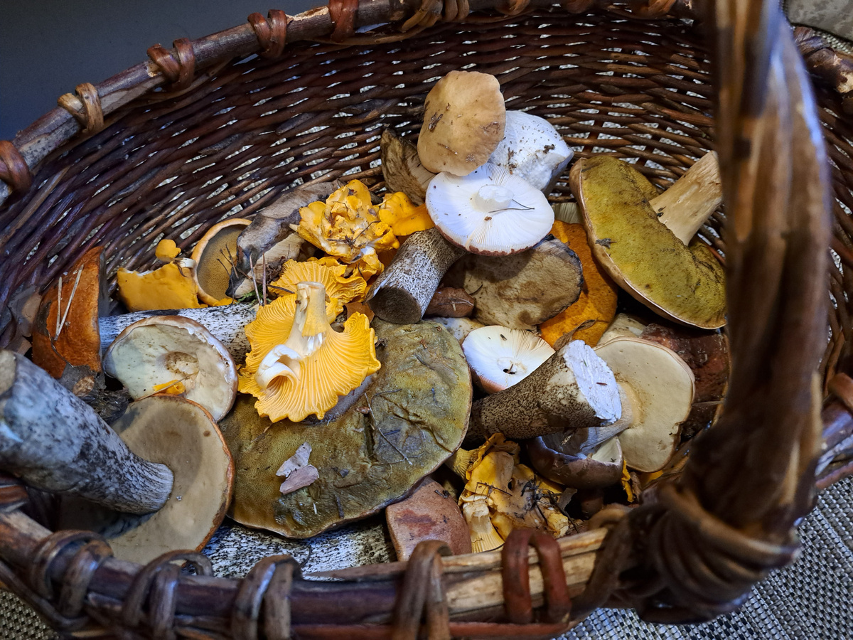 Опытные грибники поделились рекомендациями.  Фото: ФедералПресс / Вера Романескул