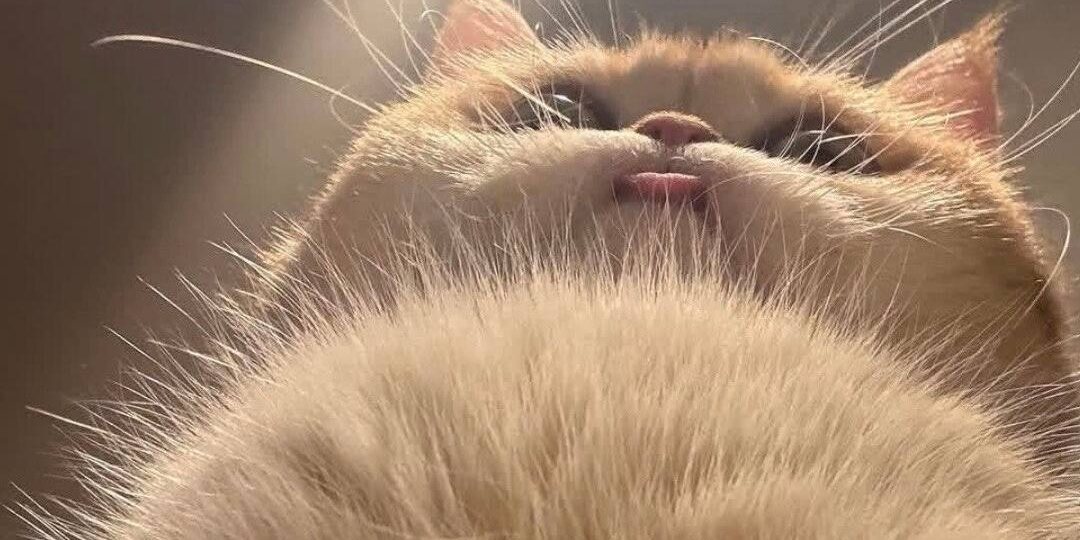 Когда нашел идеальный кошачий ракурс!