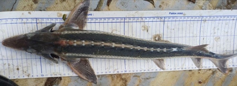    Рыба шип живет до 30 лет, вес ее может достичь 80 килограммов. / Фото: Пресс-служба Южного филиала ВНИРО