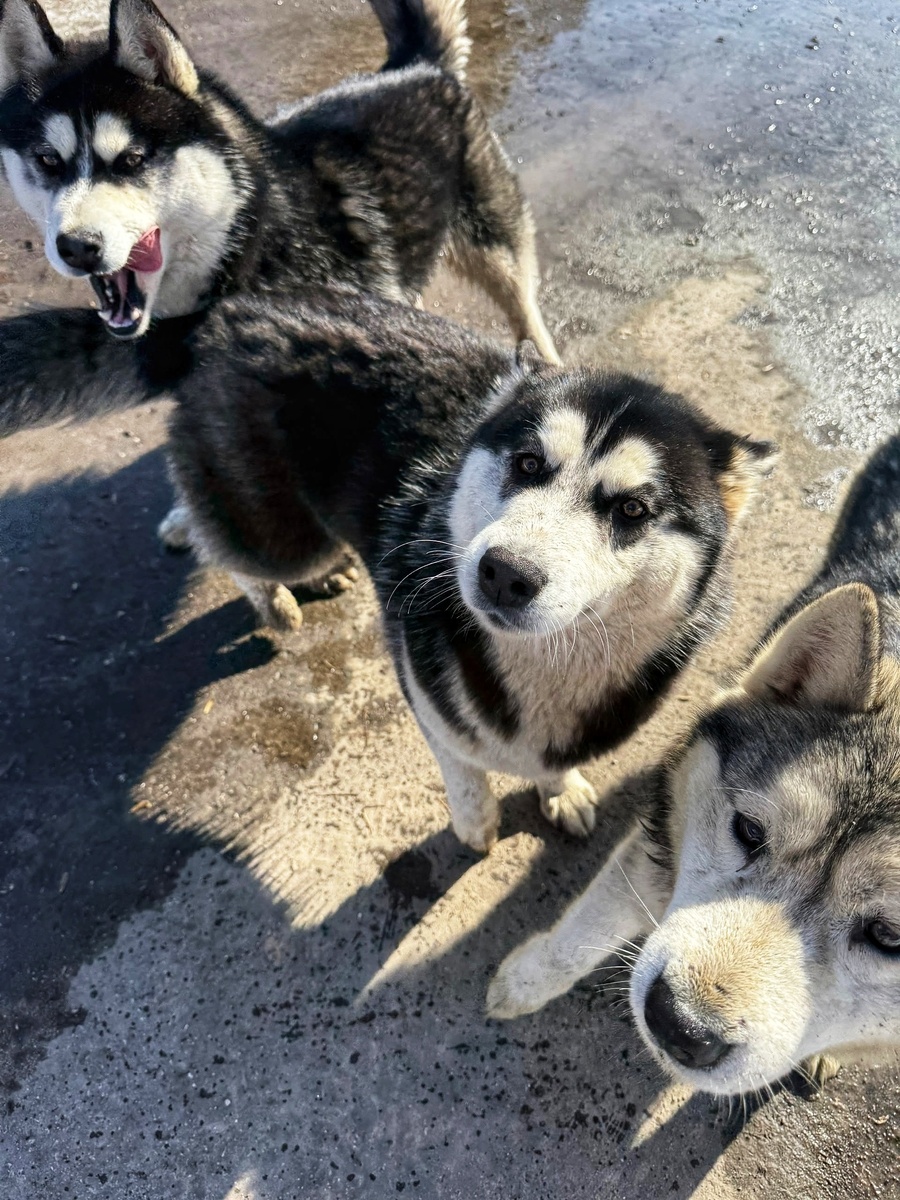 Торт слева, Конфета в центре и серая Куколка