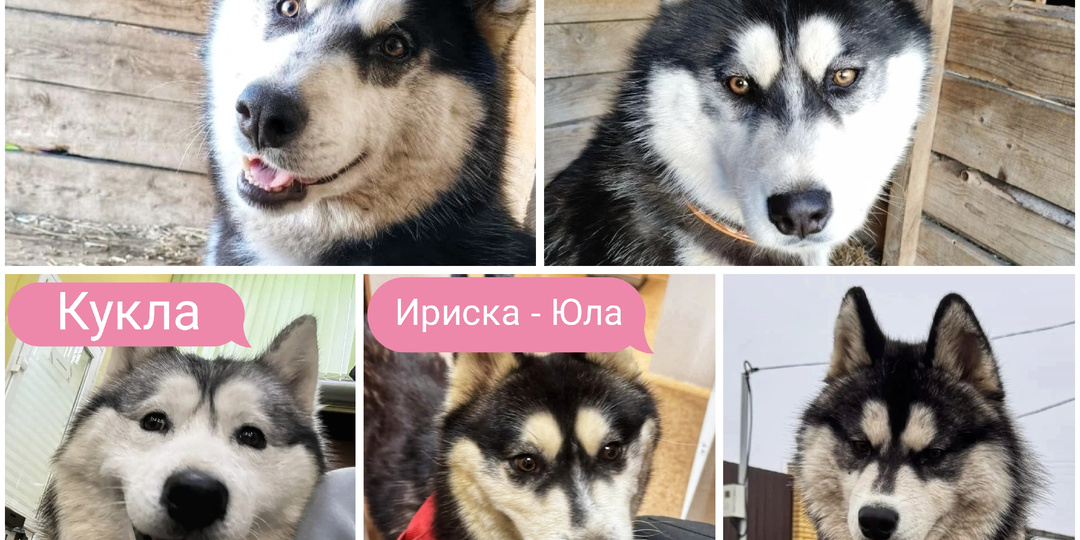 Пять хаски выкинули как ненужные игрушки: история, которая многому научила...