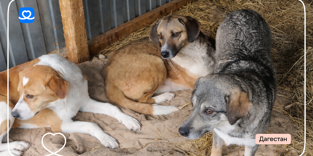 Спасение для животных, пострадавших от наводнения в Дагестане 🥹