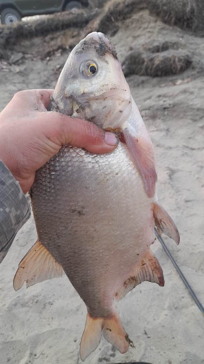 Любитель ошпарыша!