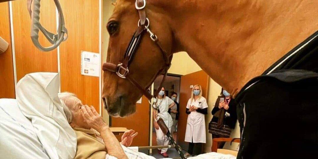 15-летний конь помогает людям справиться с болью