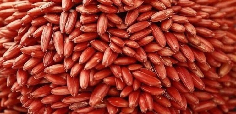    Фото: Медведева Анна, AgroXXI.ru