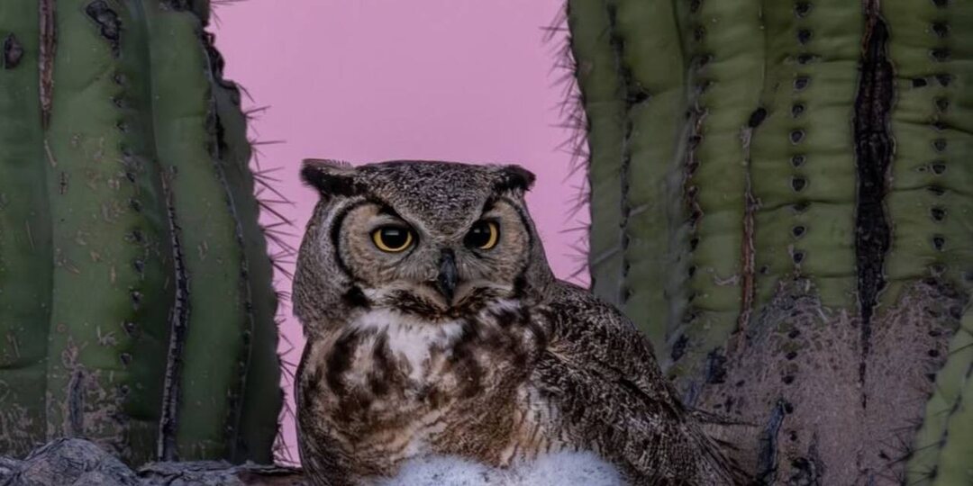 Западная сова, которая живет в Аризоне, в кактусах, и выглядит так, будто только что проснулась и ещё не поняла, который час