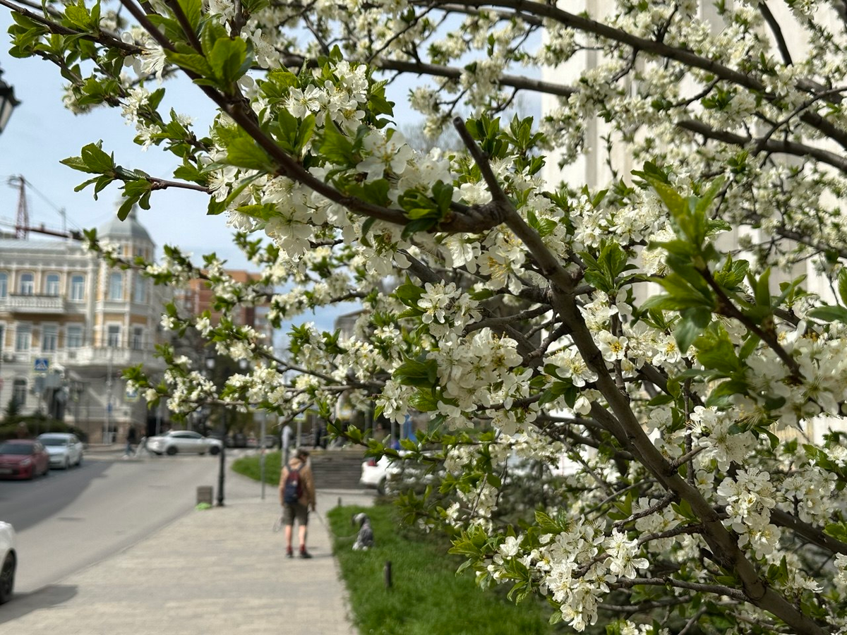 Цветущая весна, Ростов-на-Дону. Фото автора