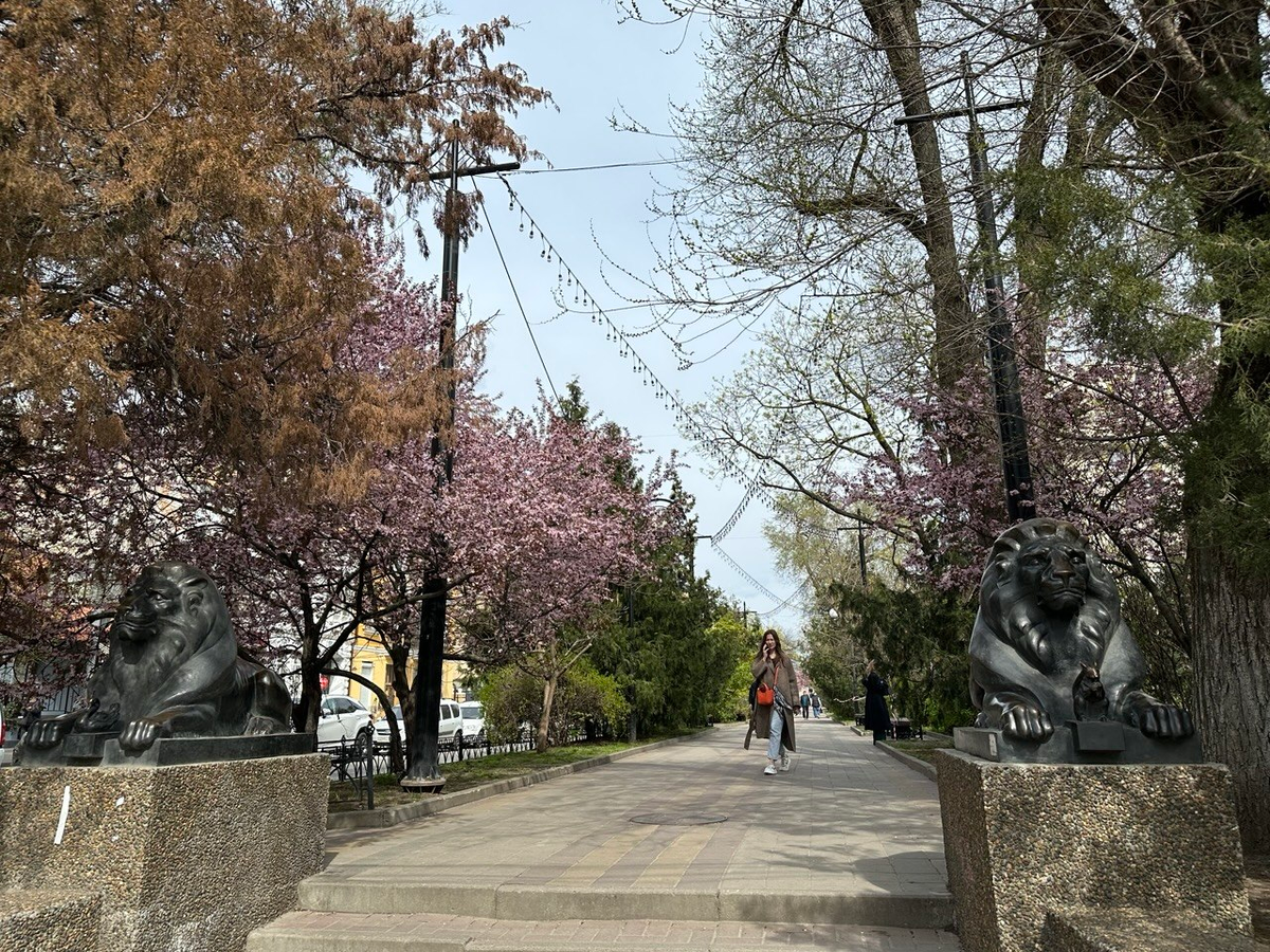 Цветущая весна, Ростов-на-Дону. Фото автора