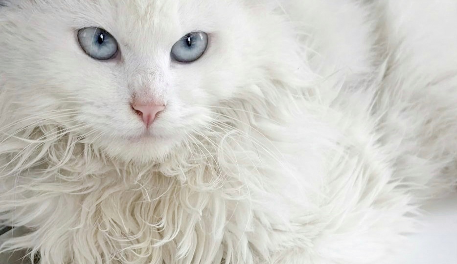 Срочный поиск дома для кошечки, спасенной во время потопа в Дагестане! Москва, Питер