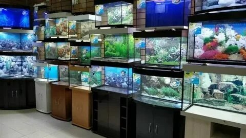 Выбор аквариума определяют не столько ваши вкусы и предпочтения, а знание некоторых нюансов