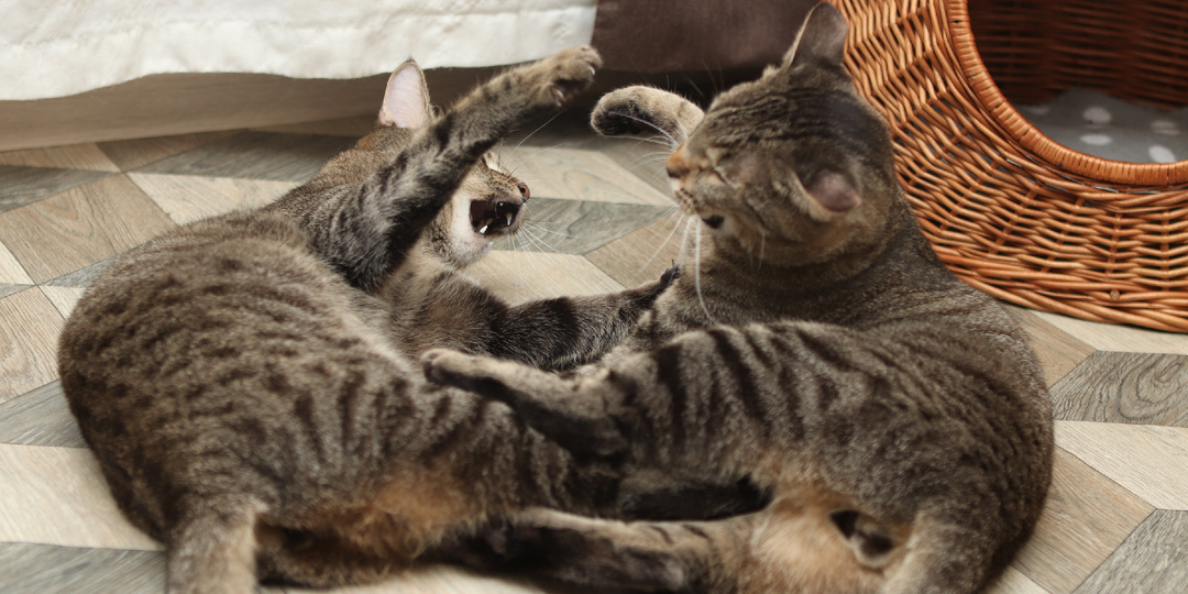 Два сердца в унисон: два брата 5 лет неразлучны и ищут один дом на двоих