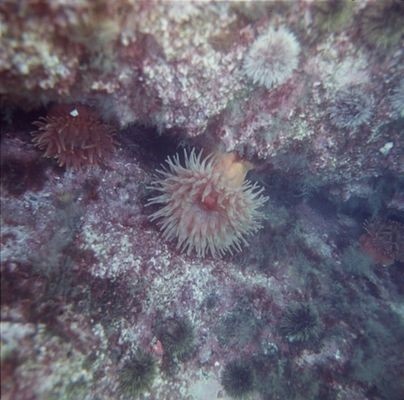 Сублитораль с богатой флорой и фауной  и глубоководная абиссаль