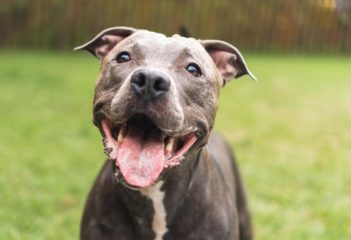 Американский питбультерьер