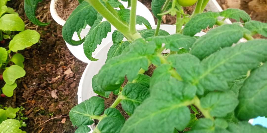 Зона рискованного земледелия: 13 апреля. Дела огородные