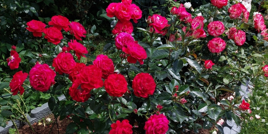 Эти важные весенние обрезки роз: санитарная и формирующая