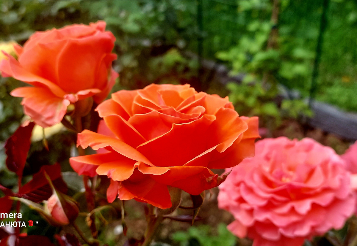 Таттон. Флорибунда