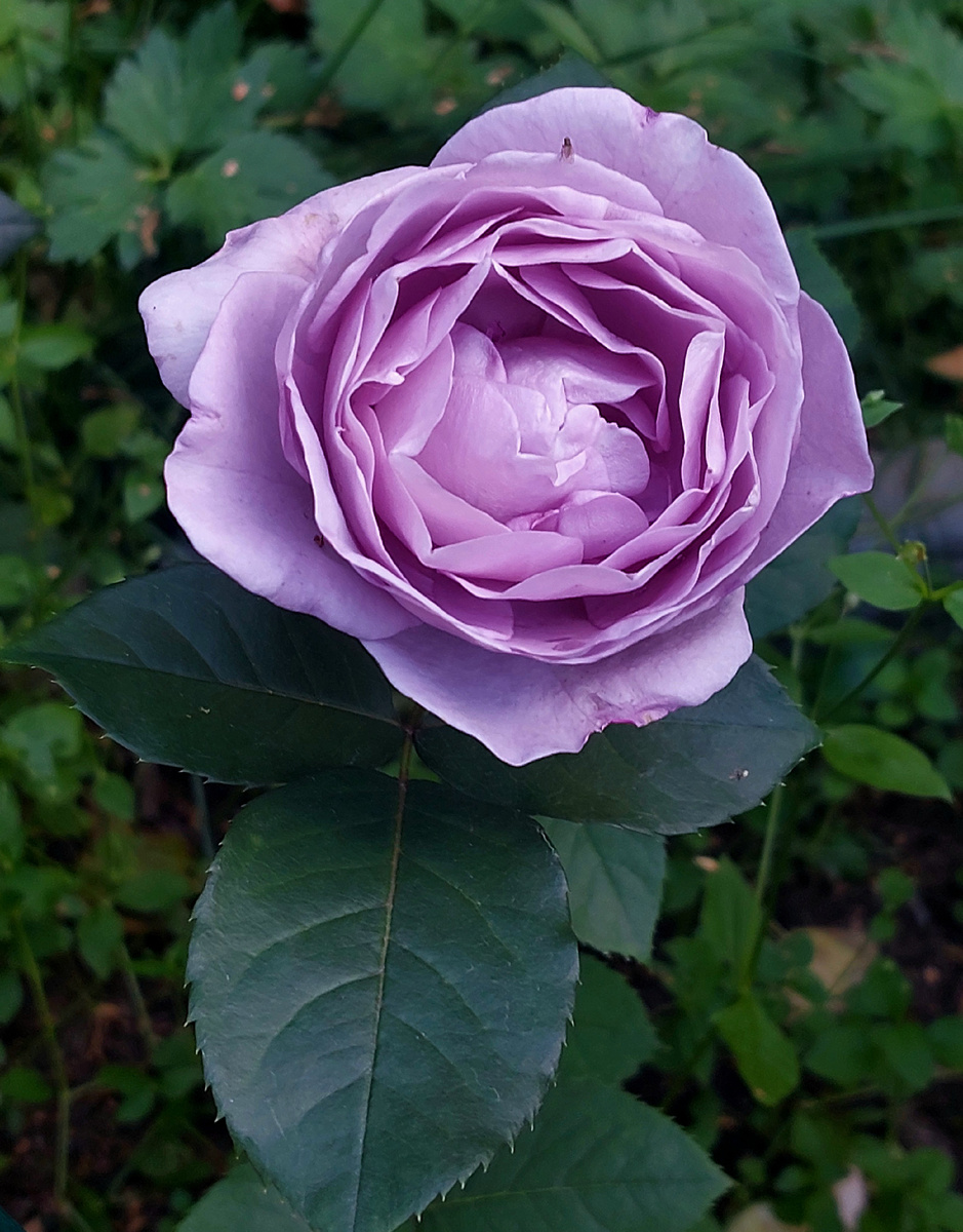 Голубой шторм. Японская роза