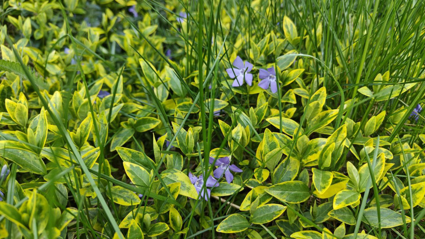    Первый городской канал Калининград
